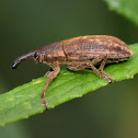 Weevil