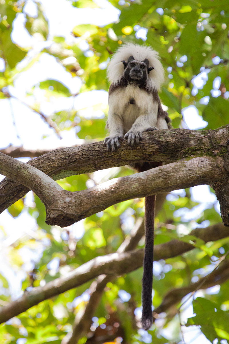 Cotton-top Tamarin