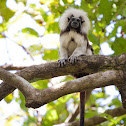 Cotton-top Tamarin