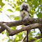 Cotton-top Tamarin