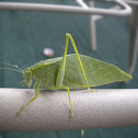 Katydid