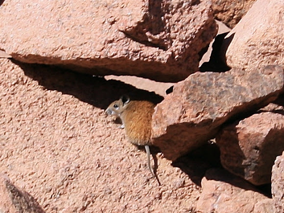 Spotting Image 1