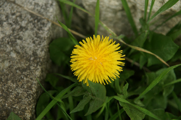 Spotting Image 1