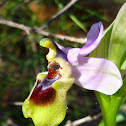Sawfly orchid