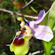 Sawfly orchid
