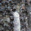 Maple Looper Moth Caterpillar