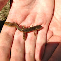Eastern newt