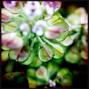 Unknown species