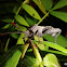 Leaf footed bug