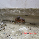 Triangulate Cobweb Spider