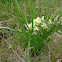 Plains Wild Indigo