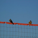 Pechiamarillo tropical kingbirds