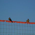 Pechiamarillo tropical kingbirds