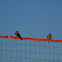 Pechiamarillo tropical kingbirds