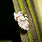 Hopper Nymph