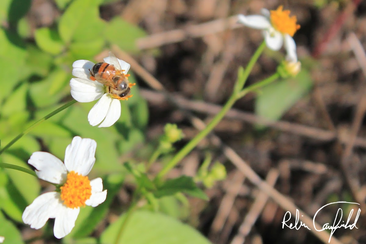 Asiatic Honey Bee