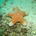 Granular Sea Star