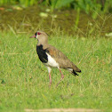 Southern Lapwing