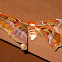 Atlas Moth