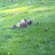 Egyptian Goose