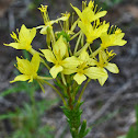 Sand Evening Primrose