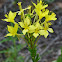 Sand Evening Primrose