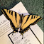 Western Tiger Swallowtail