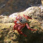 type of Shore Crab