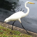 Great Egret