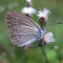 Grass Blue