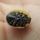 Tortoise leaf beetle