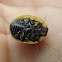 Tortoise leaf beetle