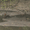 Smooth Otter