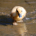Muscovy Duckling