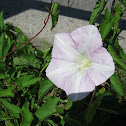 Morning Glory