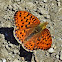 Niobe Fritillary