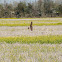 Northern Harrier