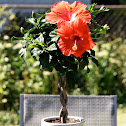 Hibiscus
