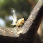 Passionvine hopper nymph