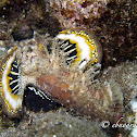 Spiny Devilfish, Demon Stinger