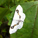 Moth