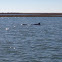 Atlantic Bottlenose Dolphin