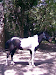 Caballos De Andar Manso