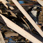 House Sparrow