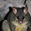 Common Brushtail Possum