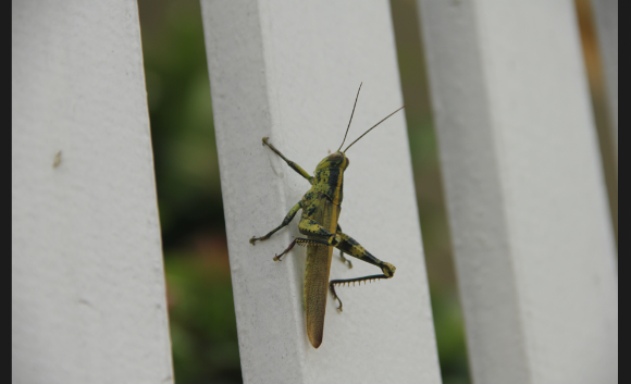 Spotting Image 1