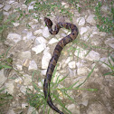 Western Cottonmouth