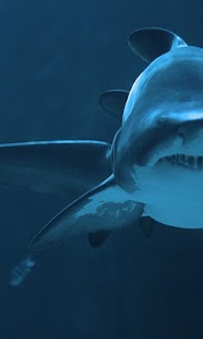 How to mod Shark Wallpapers 1.0 unlimited apk for bluestacks