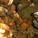 Northern watersnake