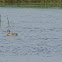 Gadwall